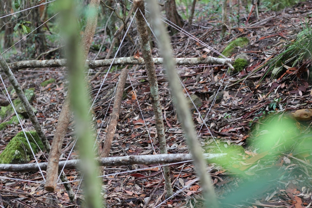 Scenic World photo by J-Bolitho H-Hock (5).JPG