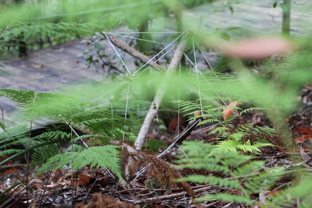 Scenic World photo by J-Bolitho H-Hock (4).JPG