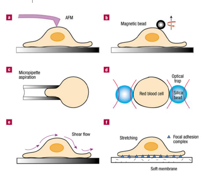 File:Blood cell mechanical test.PNG